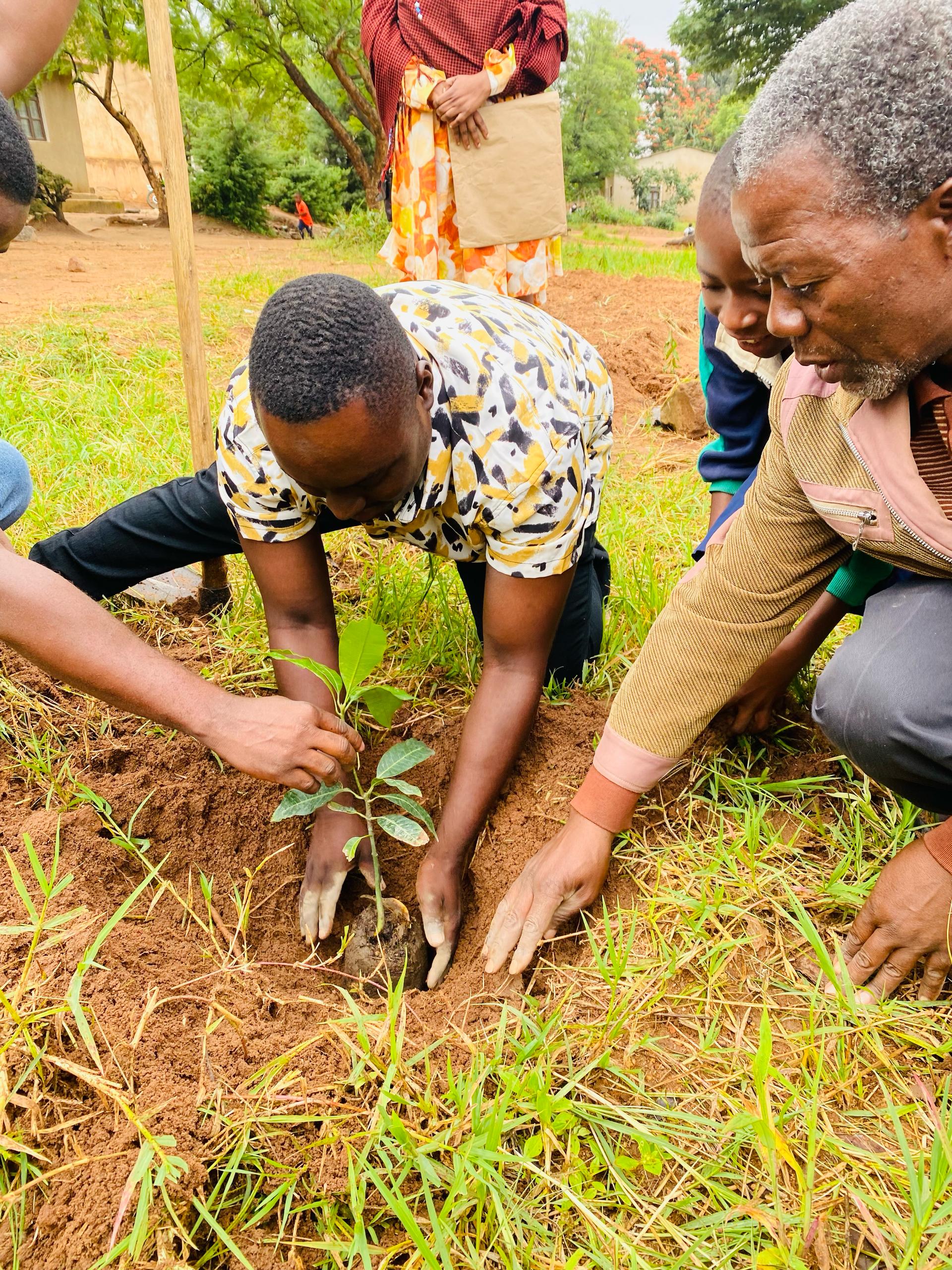 Community members tending a young tree